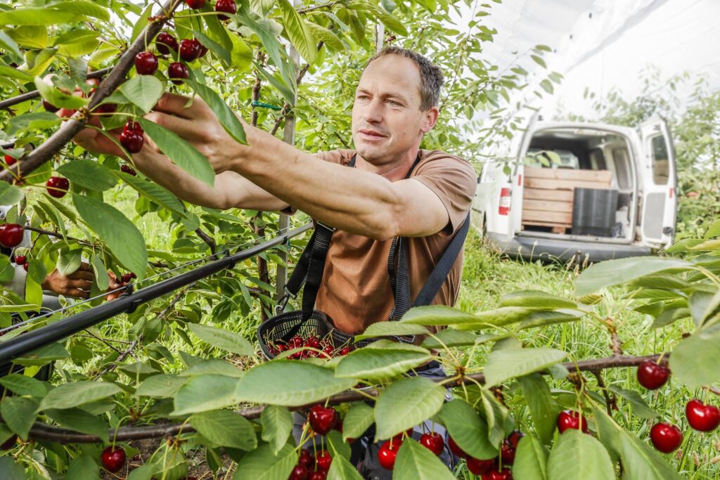 Mùa Cherry Mỹ Bắt Đầu Khi Nào?