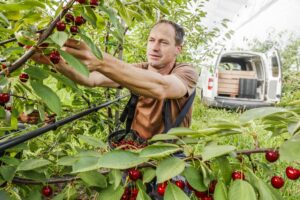 Mùa Cherry Mỹ Bắt Đầu Khi Nào?