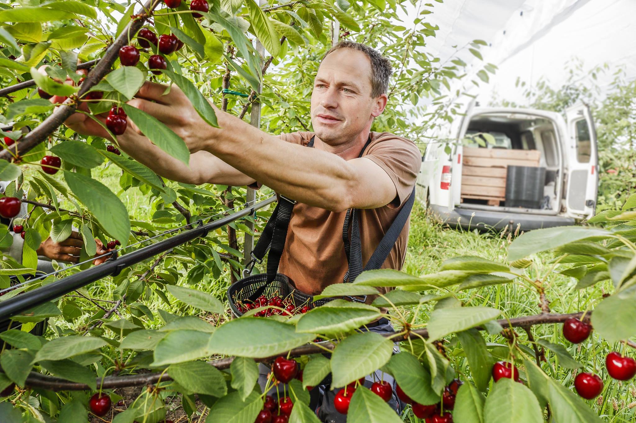 Mùa Cherry Mỹ Bắt Đầu Khi Nào?